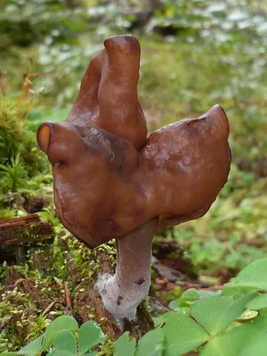 Ca ciupercile sălbatice cresc în grădina de plantare și cultivarea ciupercilor în țară (pădure) Ca ciupercile sălbatice cresc în grădina de plantare și cultivare de cabana ciuperci