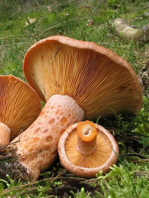 Ca ciupercile sălbatice cresc în grădina de plantare și cultivarea ciupercilor în țară (gradina) Ca ciupercile sălbatice cresc în grădina de plantare și cultivare de cabana ciuperci