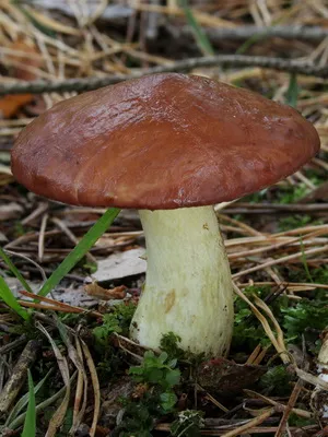 Ca ciupercile sălbatice cresc în grădina de plantare și cultivarea ciupercilor în țară (pădure) Ca ciupercile sălbatice cresc în grădina de plantare și cultivare de cabana ciuperci