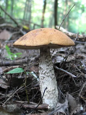 Ca ciupercile sălbatice cresc în grădina de plantare și cultivarea ciupercilor în țară (gradina) Ca ciupercile sălbatice cresc în grădina de plantare și cultivare de cabana ciuperci