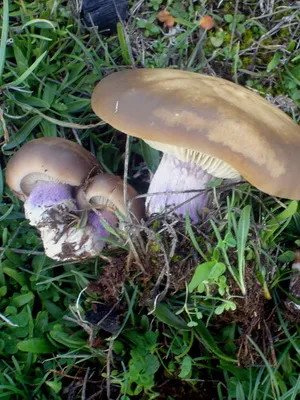 Ca ciupercile sălbatice cresc în grădina de plantare și cultivarea ciupercilor în țară (pădure) Ca ciupercile sălbatice cresc în grădina de plantare și cultivare de cabana ciuperci