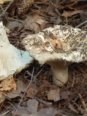 Ca ciupercile sălbatice cresc în grădina de plantare și cultivarea ciupercilor în țară (ciuperci) Ca ciupercile sălbatice cresc în grădina de plantare și cultivare de cabana ciuperci