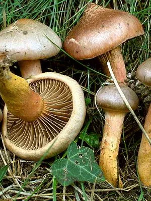 Ca ciupercile sălbatice cresc în grădina de plantare și cultivarea ciupercilor în țară (gradina) Ca ciupercile sălbatice cresc în grădina de plantare și cultivare de cabana ciuperci