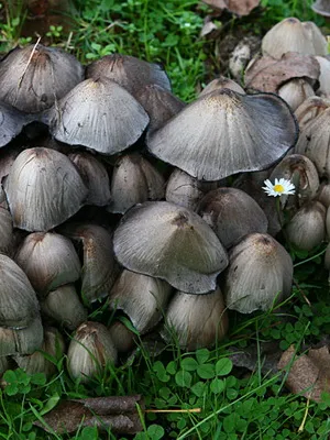 Ca ciupercile sălbatice cresc în grădina de plantare și cultivarea ciupercilor în țară (gradina) Ca ciupercile sălbatice cresc în grădina de plantare și cultivare de cabana ciuperci