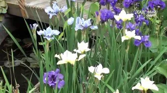 Cum de a planta irisi teren deschis (iris sol vara toamna ceapa bărbos sos) Cum de a planta irisi teren deschis