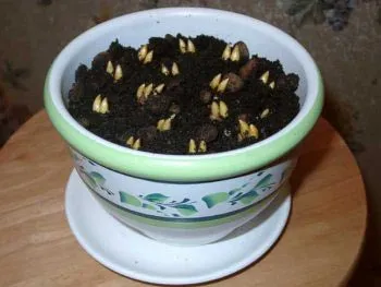 Cum să crească șofran în casă, într-o oală de semințe