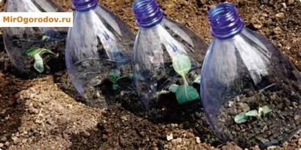 Cum să crească conopidă în subtilitățile gradina de îngrijire