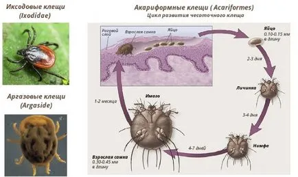 Ce este o capusa informații complete despre căpușe