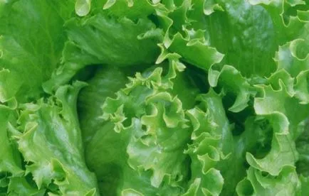 Cum să crească salata iceberg pe un pervaz de îngrijire la domiciliu (cum se taie salata iceberg) Cum să crească salata iceberg pe un pervaz de îngrijire la domiciliu