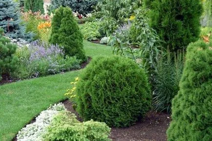 Cum să crească o cincime din țară - plante - plante pentru gradina
