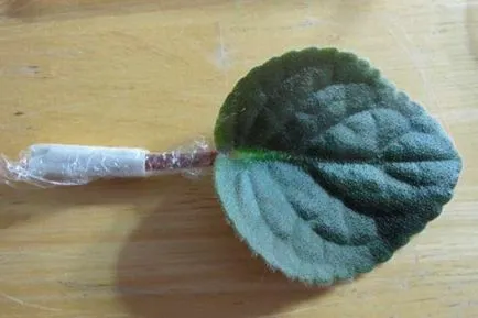 Cum să crească violete uzumbarskiye (violete) a prospectului la domiciliu