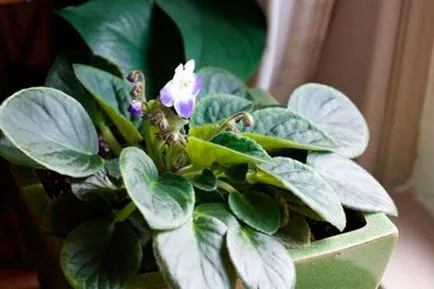 Cum să crească violete uzumbarskiye (violete) a prospectului la domiciliu