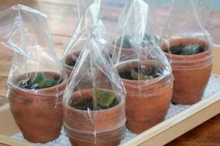 Cum să crească violete uzumbarskiye (violete) a prospectului la domiciliu