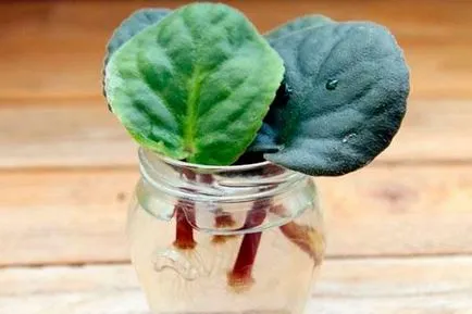 Cum să crească violete uzumbarskiye (violete) a prospectului la domiciliu