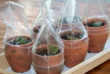 Cum să crească dojenitor violet de tehnologie foaie și de aterizare pentru incepatori (violet) Cum să crească dojenitor violet de tehnologie foaie și de aterizare pentru incepatori