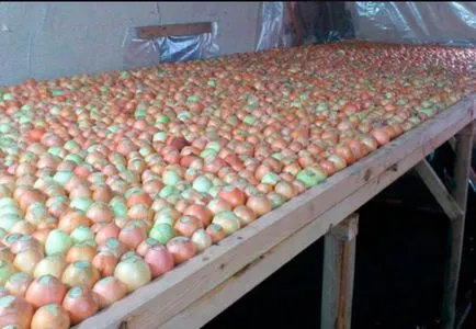 Cum să crească ceapa în subsol (subsol în creștere ceapă) Cum să crească ceapa în pivniță