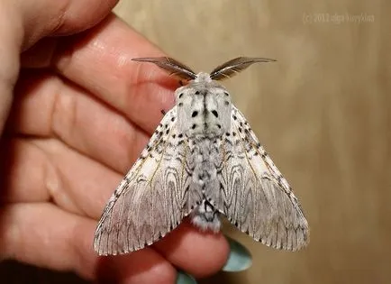 Cum să crească omizi fluture de Boru-Boru (Scoliopteryx familia libatrix) Cum să crească un fluture dintr-o omidă Boru-Boru