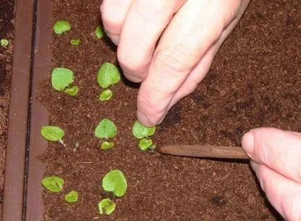 Cum să semene, cum să se scufunde petunii și modul de a realiza o înflorire lungă și susținută