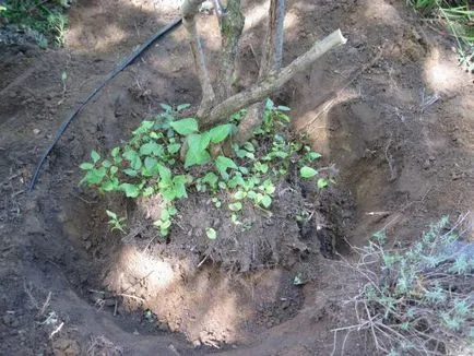 Cum să dezrădăcineze copacii de pe site-ul cu propriile sale mâini (zona) Cum să dezrădăcineze copacii de pe site-ul cu propriile sale mâini