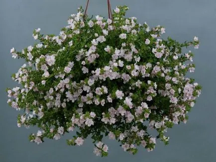 Cum să crească semințe de șofran în țară și acasă - de plantare și îngrijire