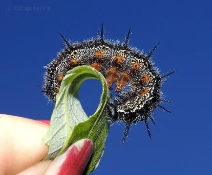Cum să crească omizi de fluturi de Boru-Boru (nota naturalist) Cum să crească un fluture dintr-o omidă Boru-Boru