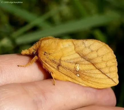 Cum să crească omizi de fluturi de Boru-Boru (Scoliopteryx libatrix omizilor de familie) Cum să crească un fluture dintr-o omidă Boru-Boru