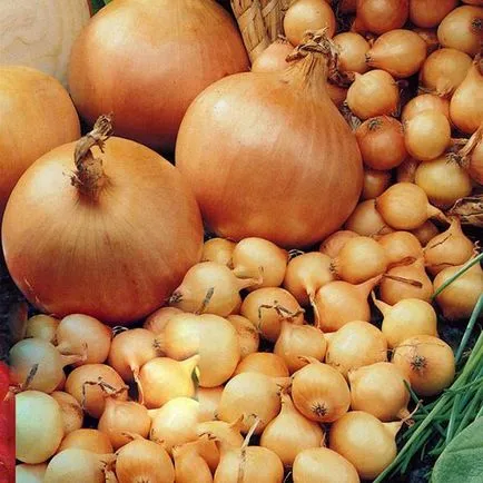 Cum să crească ceapa pe cap cum să crească ceapa