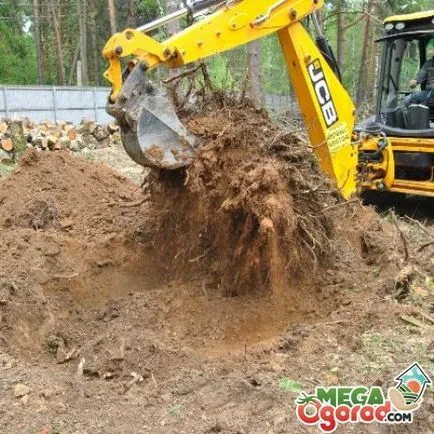 Cum sa stramute metodele și recomandările rădăcinile copacilor