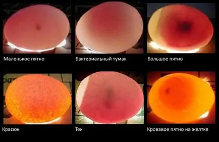 Cum de a aduce puii într-un incubator la domiciliu