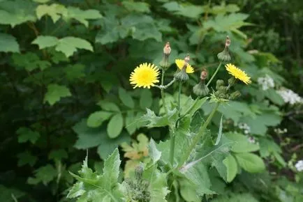 Cum să se retragă din scroafă ciulinul de grădină, ls