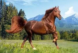 Cum merge calul mod de cowboy (mers pe jos) Cum merge modul în care cowboy cal