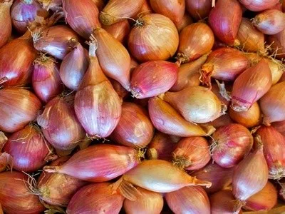 Cum se păstrează ceapa ceapa înainte de plantare în primăvară, februarie, într-un apartament