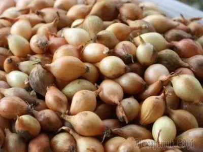 Cum se păstrează ceapa ceapa (nivel trebuie să fie păstrate) Cum se păstrează ceapa ceapa