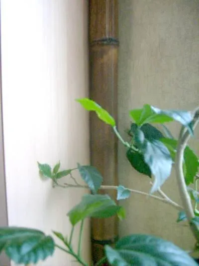Ca ascunde sau decora conducta de gaz de bucătărie (ascunde) Ca ascunde sau decora conducta de gaz în bucătărie