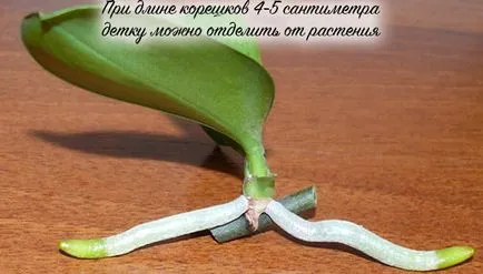 Cum să luați și procesul otsadit orhidee Babe de la planta-mamă