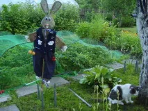 Cum de a proteja căpșuni dintr-o fotografie de păsări, cele mai bune moduri (căpșuni) Cum de a proteja căpșuni dintr-o fotografie de păsări, cele mai bune moduri