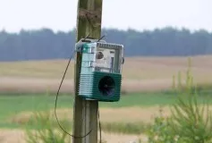 Cum de a proteja căpșuni dintr-o fotografie de păsări, cele mai bune moduri (păsări) Cum de a proteja căpșuni dintr-o fotografie de păsări, cele mai bune moduri
