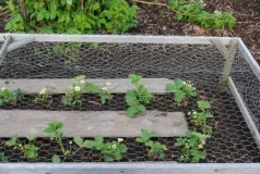 Cum de a proteja căpșuni dintr-o fotografie de păsări, cea mai bună metodă (e) Cum de a proteja căpșuni dintr-o fotografie de păsări, cele mai bune moduri