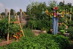 Cum de a proteja căpșuni dintr-o fotografie de păsări, cele mai bune moduri de a (proteja) Cum de a proteja căpșuni dintr-o fotografie de păsări, cele mai bune moduri