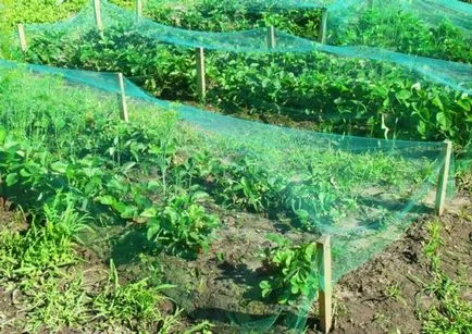 Cum de a proteja recolta de căpșuni de la păsări