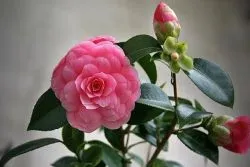 Camellia - îngrijire la domiciliu (condiții) Camellia - îngrijire la domiciliu