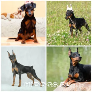 Miniature Pinscher miniatură standard de rasa Pinscher, dresirovka (foto)