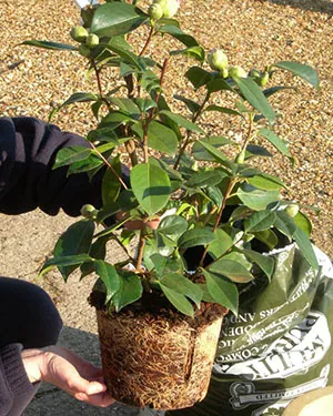 Camellia cameră de flori - de îngrijire, cultivare și întreținere în casă, fotografii, casete video (condiții) Camellia cameră de flori - îngrijire, cultivarea și întreținerea acasă, foto, video