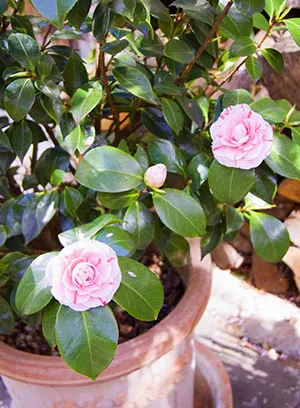 Camellia cameră de flori - îngrijire, cultivarea și întreținerea acasă, foto, video (sinensis) Camellia cameră de flori - îngrijire, cultivarea și întreținerea acasă, foto, video