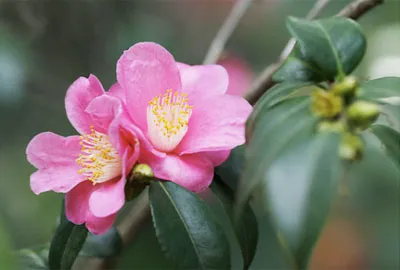 Camellia acasă