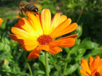 Calendula este proprietăți utile și medicinale, precum și utilizarea contra-gălbenele