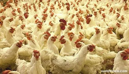 Canibalismul la pui cauzează și controlul ciugulit (cauza) Canibalismul la puii de găină cauzează și controlul ciugulit