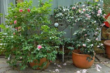 Camellia cameră de flori - îngrijire, cultivarea și întreținerea acasă, foto, video (foto) Camellia cameră de flori - îngrijire, cultivarea și întreținerea acasă, foto, video
