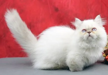 Dwarf Cat descriere rasa Nap, fotografii, video