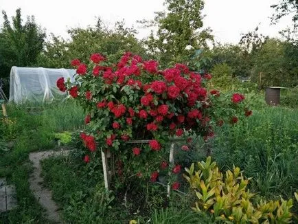 îngrijire Camellia și cultivarea în casă (Camellia) îngrijire Camellia și cultivarea în casă